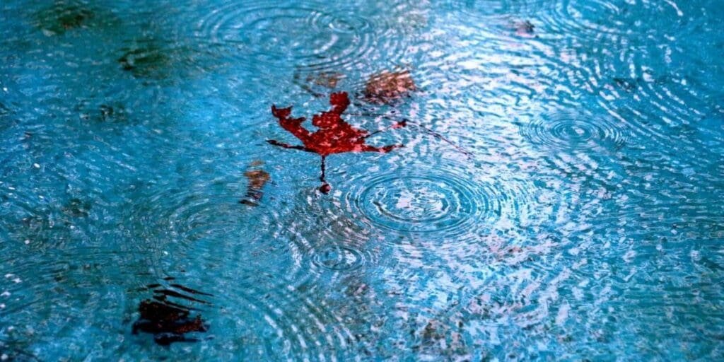 Leaf Debris Floating on Swimming Pool Water